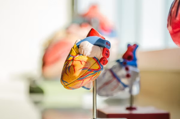 Cardiologist consulting patient
